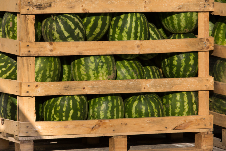 Watermelons in Pallet Crate